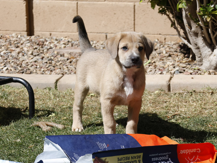 chinook dog